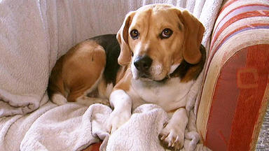 Der Hundeprofi - Beagle \
