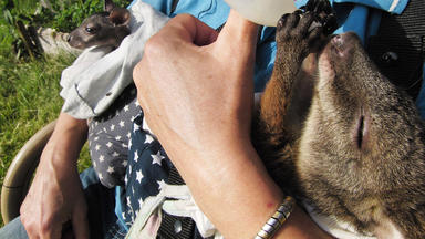 Tierbabys - Süß Und Wild! - Herausforderung Für Känguru-mama Biga Kruse