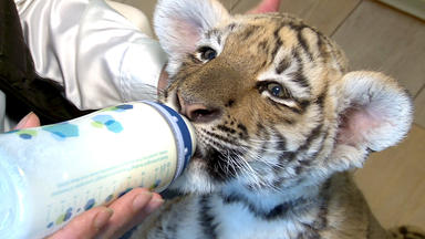 Tierbabys - Süß Und Wild! - Thema Heute U.a.: Tiger Im Garten