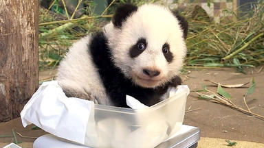 Tierbabys - Süß Und Wild! - Thema Heute U.a.: Das Doppelte Pandabärchen