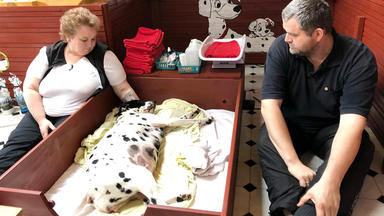 Tierbabys - Süß Und Wild! - Heute U.a.: Dalmatinergeburt Mit Hindernissen