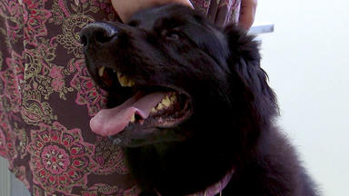 Der Hundeprofi - Heute U.a.: Schäferhündin Mona Lehrt Der Nachbarschaft Das Fürchten