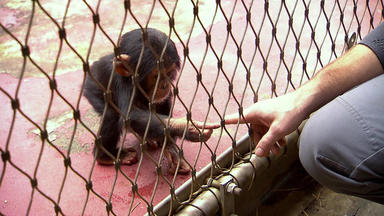 Tierbabys - Süß Und Wild! - Thema Heute U.a.: Schimpansenbaby \