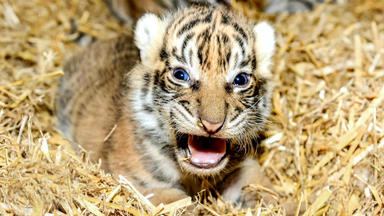 Tierbabys - Süß Und Wild! - Thema Heute U.a.: Tigerbabys In Berlin