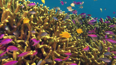 Wunderwelt Pazifik - Riffe