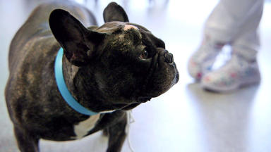 Tierretter Mit Herz - Rückenschmerzen Bei Einer Französischen Bulldogge