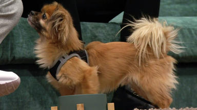 Wir Lieben Tiere - Die Haustiershow - Mischlingshund Weechee Kann Einfach Nicht Allein Bleiben
