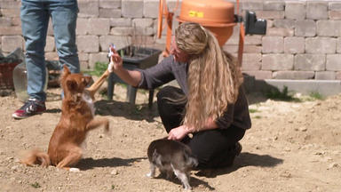 Der Hundeprofi - Rütters Team - U. A.: Mischling Luna Will Nicht Stubenrein Werden