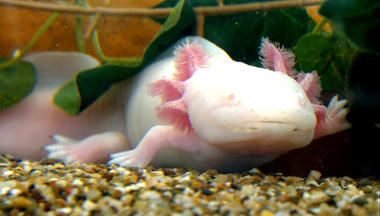 Hundkatzemaus - Axolotl - Wunder Der Natur!