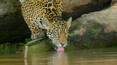 Wildes Pantanal - Jaguarland - Wildes Pantanal - Jaguarland