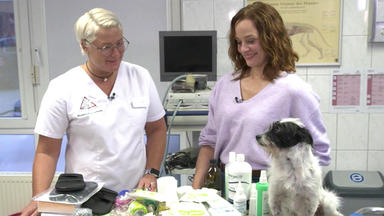 Hundkatzemaus - Heute U.a.: Erste Hilfe Für Vierbeiner