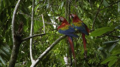 Wildes Lateinamerika - Das Amazonasbecken