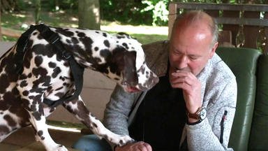 Der Hundeprofi - Rütters Team - Heute U.a.: Dalmatiner Bobberle Hört Auf Kein Kommando