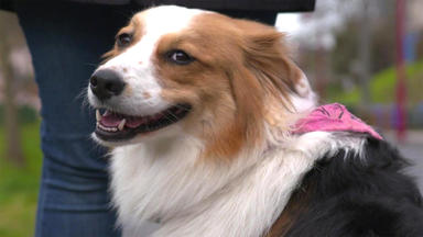 Der Hundeprofi - Rütters Team - U.a.: Hündin Chinook Rastet Bei Hundebegegnungen Aus