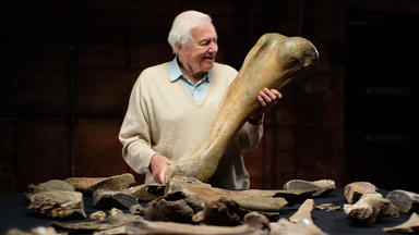 David Attenborough Und Der Mammut-friedhof - David Attenborough Und Der Mammut-friedhof