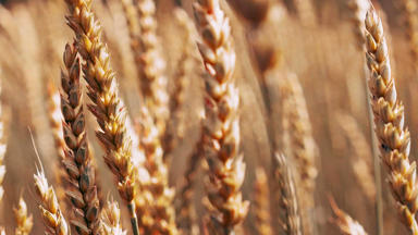 Weizen Als Waffe - Die Globale Nahrungskrise - Weizen Als Waffe - Die Globale Nahrungskrise