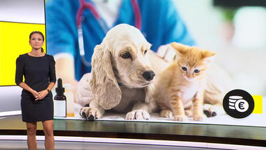 Ntv Service - Thema U. A.: Tierversicherungen Im Test