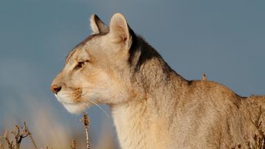 Pumas - Legenden Der Anden - Geburt