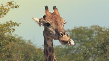 Giraffen - Giganten Hautnah - Giraffen - Giganten Hautnah