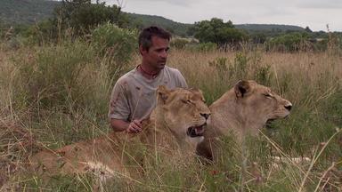 Zwei Löwen Auf Reisen - Heimkehr Nach Afrika - Zwei Löwen Auf Reisen - Heimkehr Nach Afrika