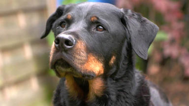 Bunte Hunde - Wo Die Tierliebe Hinfällt - Rottweiler Im Rettungseinsatz