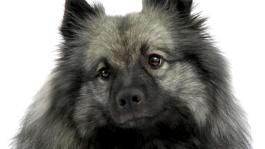Hundkatzemaus - Wolfsspitz - Der Größte Und älteste Hund Mitteleuropas