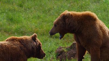 Ungezähmte Natur - Tiere Unter Sich - Ungezähmte Natur - Tiere Unter Sich