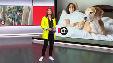 Ntv Service - Thema U.a.:  Urlaub Mit Hund