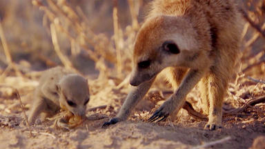 Die Schlausten Tiere Der Welt Mit Martin Rütter Und Dirk Steffens - Superhirne