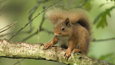 Schottlands Neue Wildnis - Das Tiefland