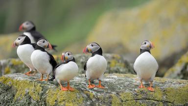 Schottlands Neue Wildnis - Die Inseln