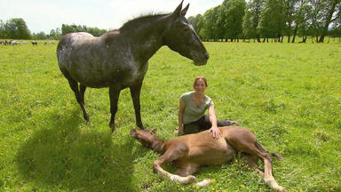 Hundkatzemaus - Appaloosa - Pferde Mit Einzigartiger Fellzeichnung