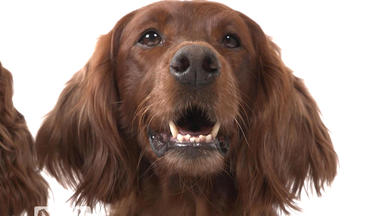 Hundkatzemaus - Irish Setter - Eine Energiegeladene Rasse.