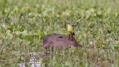 Wildes Lateinamerika - Los Llanos, Kolumbien