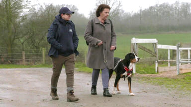 Der Hundeprofi - Rütters Team - Junghündin Leonie Und Die Rehkitze