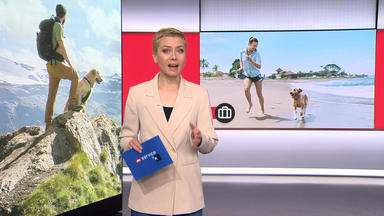 Ntv Service - Themen U.a.: Urlaub Mit Hund \/ Powernapping