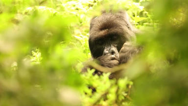 Auslandsreport - Thema U.a.: Ruanda: Eine Deutsche Erforscht Die Gorillas