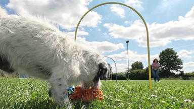 Hundkatzemaus - Kate Und Knox Probieren Hoopers In Troisdorf