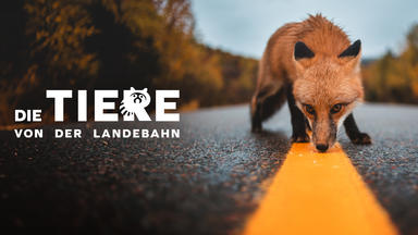 Die Tiere Von Der Landebahn - Tiere Von Der Landebahn, Die