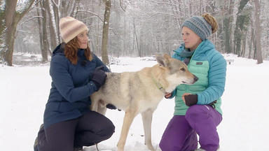 Hundkatzemaus - Hunde Und Der Erste Schnee