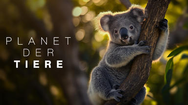 Planet Der Tiere - Australien: Jurassic Forest