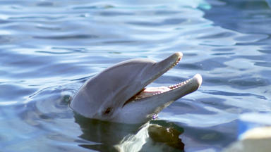 Bernie, Der Delfin - Ein Sommer Voller Abenteuer - Bernie, Der Delfin - Ein Sommer Voller Abenteuer