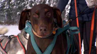 Hundkatzemaus - Skijöring Mit Hunden