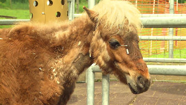 Harte Hunde - Rettung Für Ein Behindertes Pony